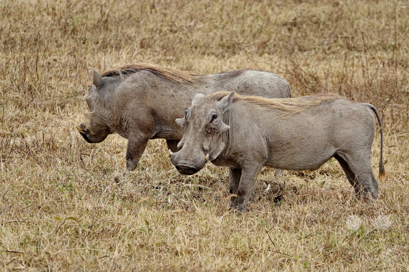 Tansania - Ngorongoro-Krater