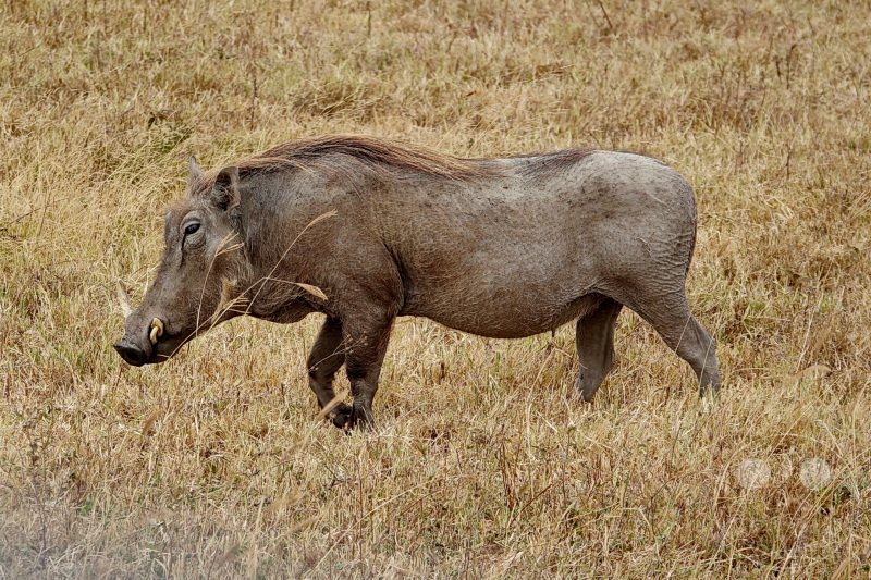 Tansania - Ngorongoro-Krater