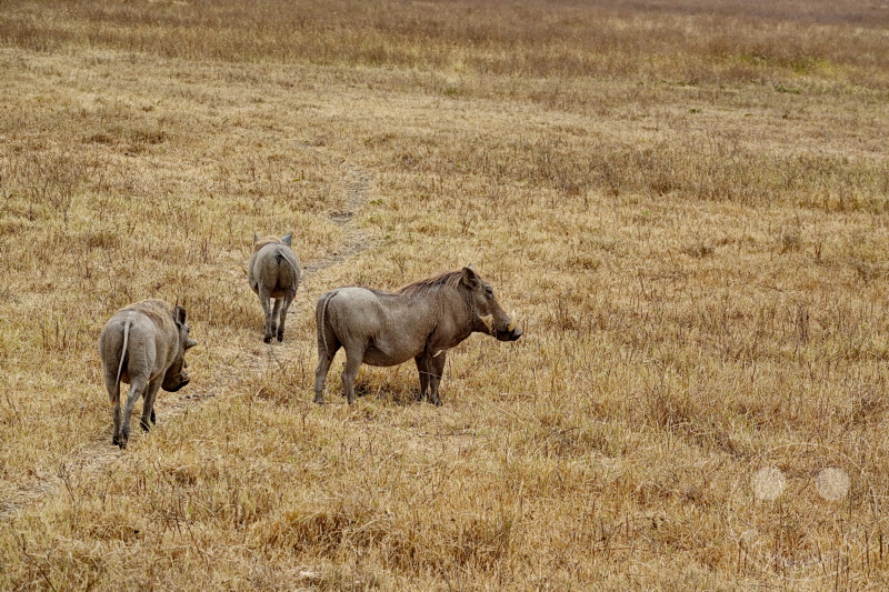 Tansania - Ngorongoro-Krater