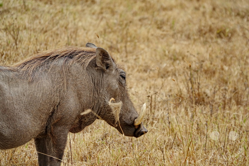 Tansania - Ngorongoro-Krater