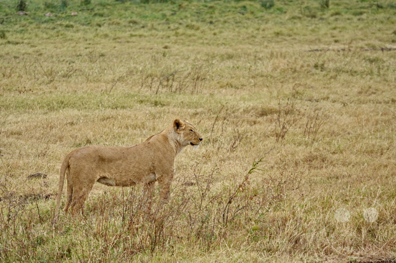 Tansania - Ngorongoro-Krater