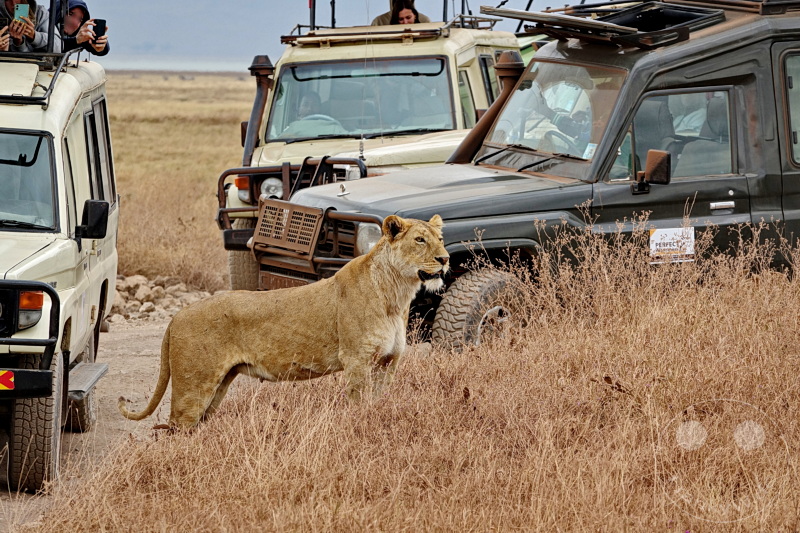 Tansania - Ngorongoro-Krater