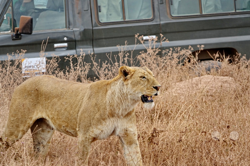 Tansania - Ngorongoro-Krater