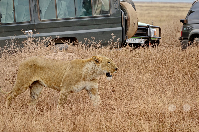 Tansania - Ngorongoro-Krater