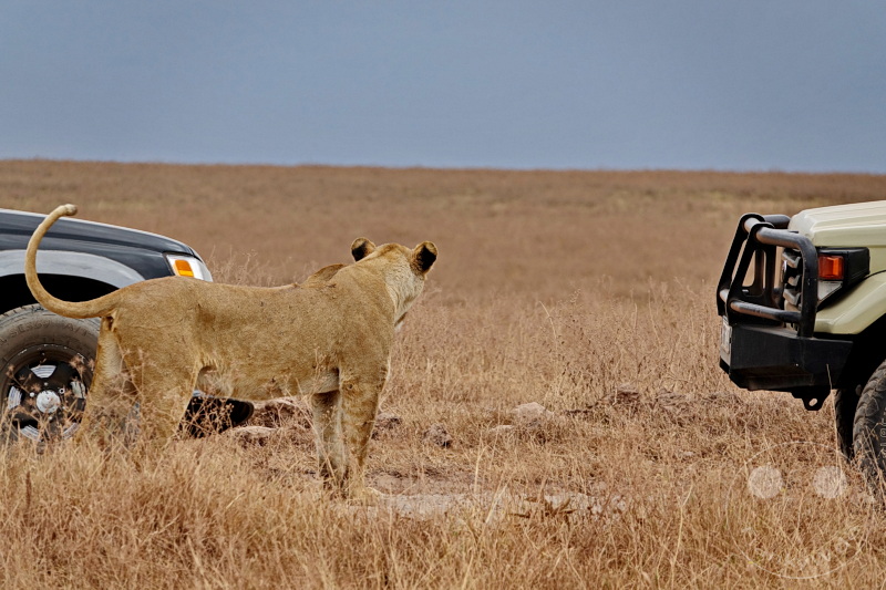 Tansania - Ngorongoro-Krater