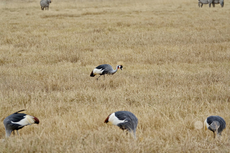 Tansania - Ngorongoro-Krater