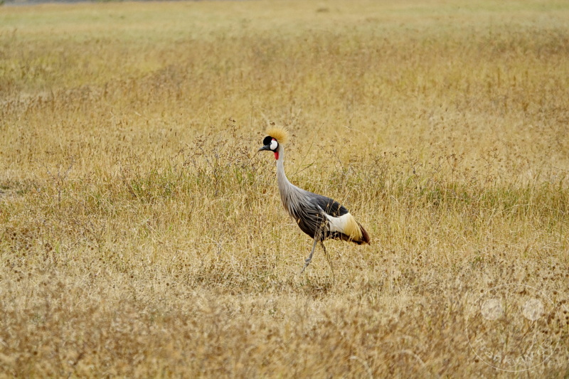 Tansania - Ngorongoro-Krater