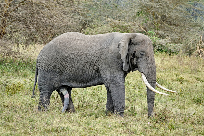 Tansania - Ngorongoro-Krater