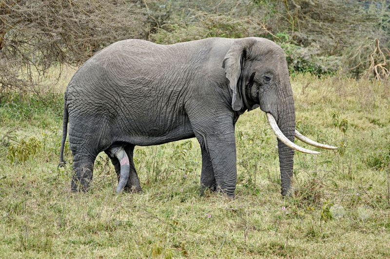 Tansania - Ngorongoro-Krater