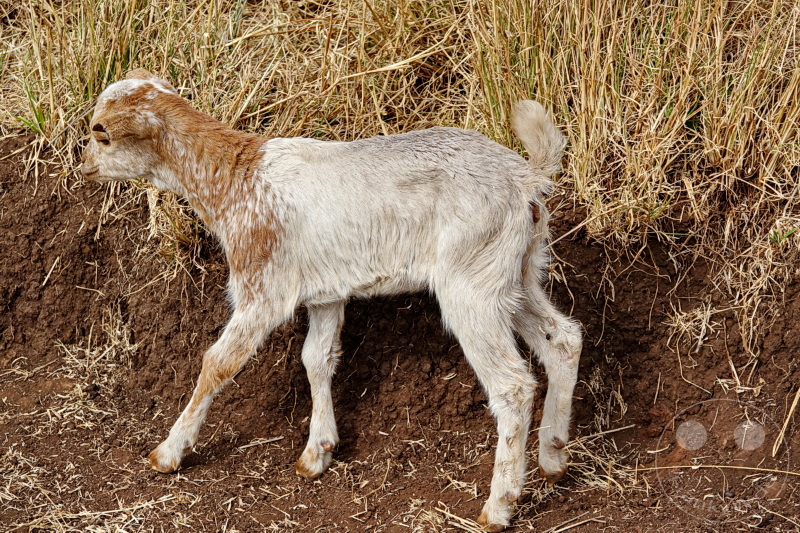 Tansania - Massai-Land
