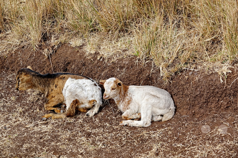 Tansania - Massai-Land
