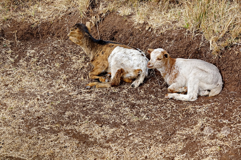 Tansania - Massai-Land