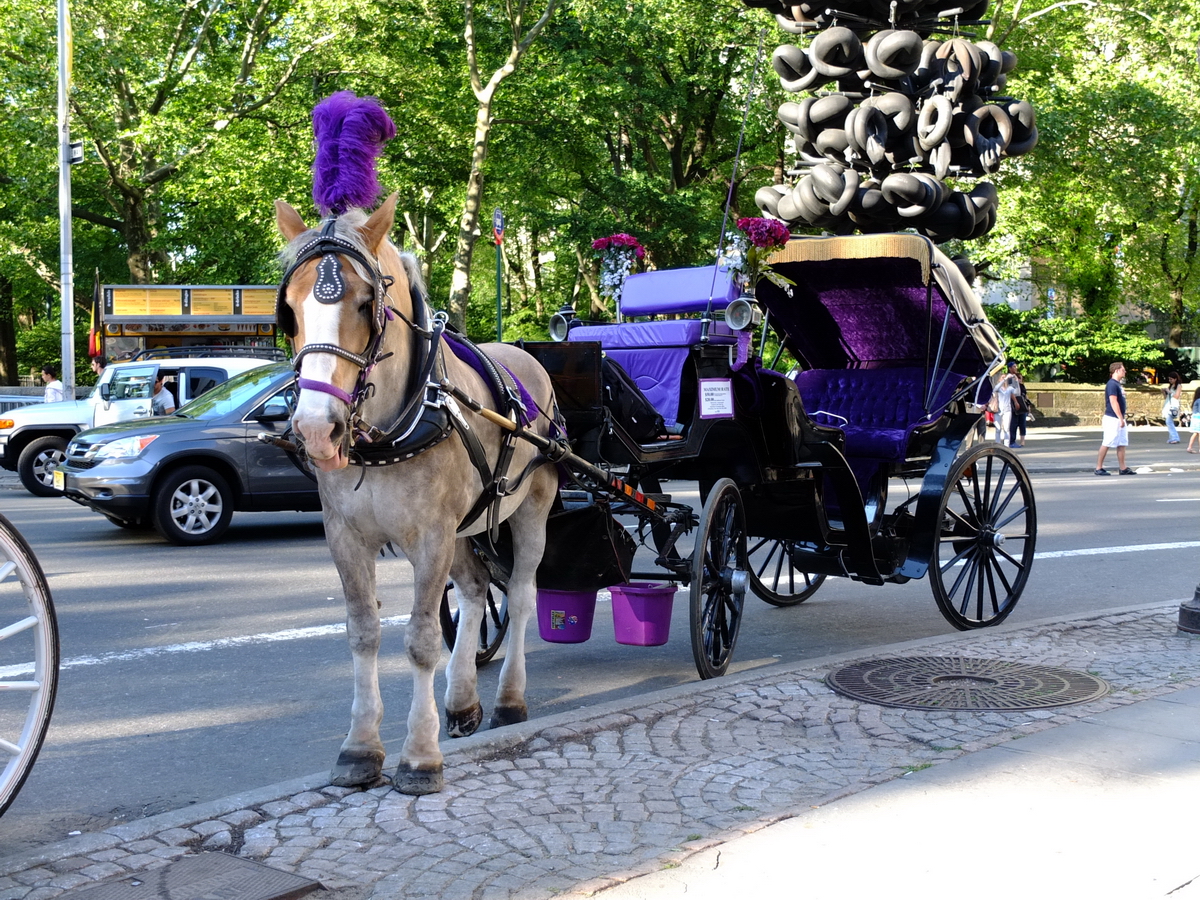 New York - Central Park - Horse-drawn carriage