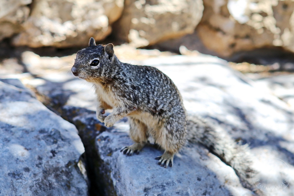Arizona - Grand Canyon