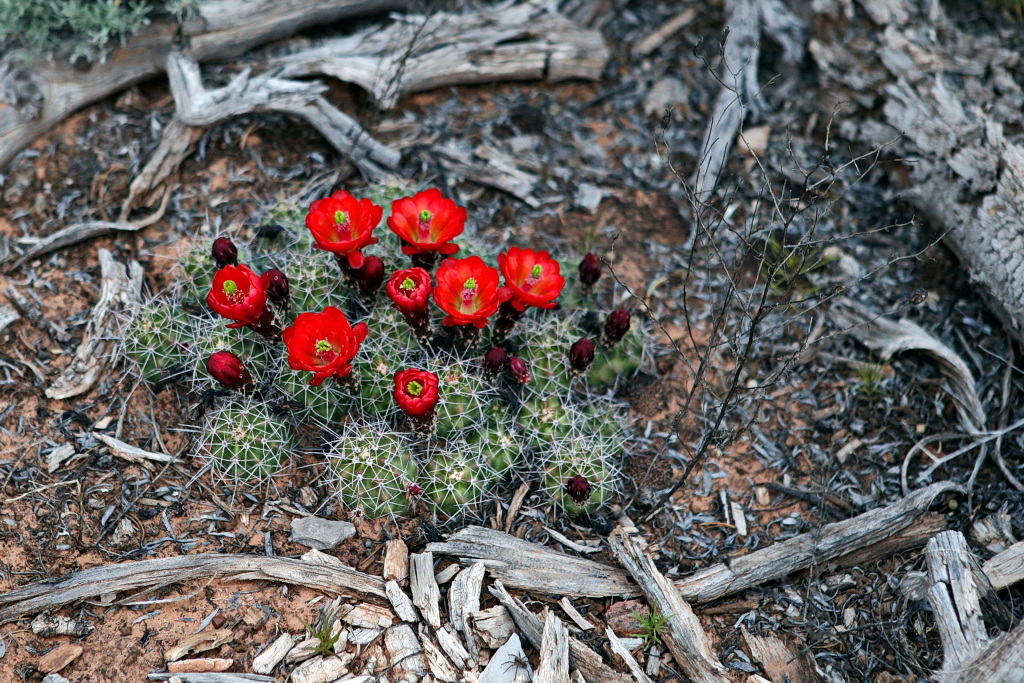 Arizona -Shonto - Navajo National Monument