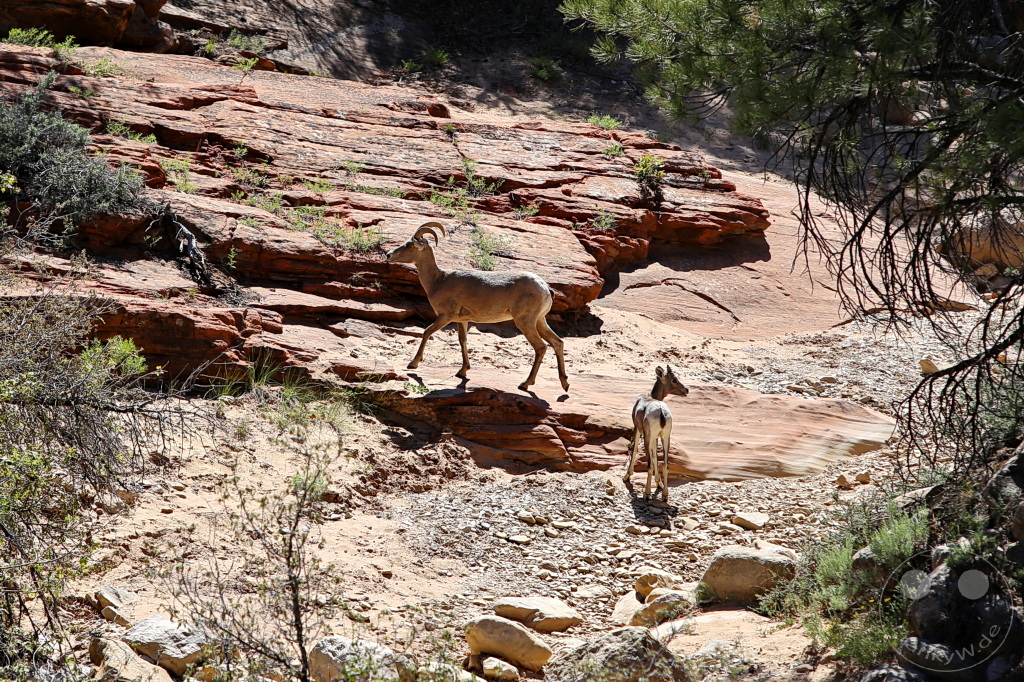 Utah - Zion Nationalpark