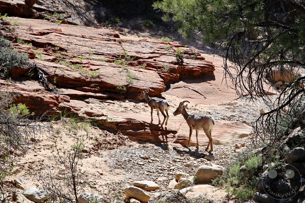 Utah - Zion Nationalpark