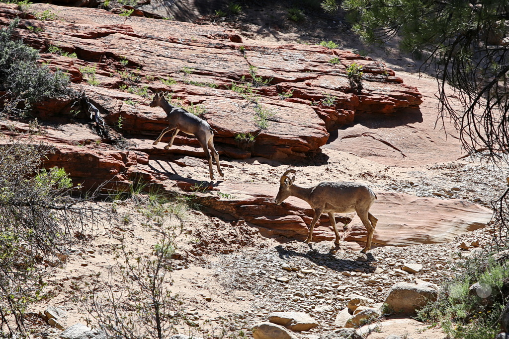 Utah - Zion Nationalpark