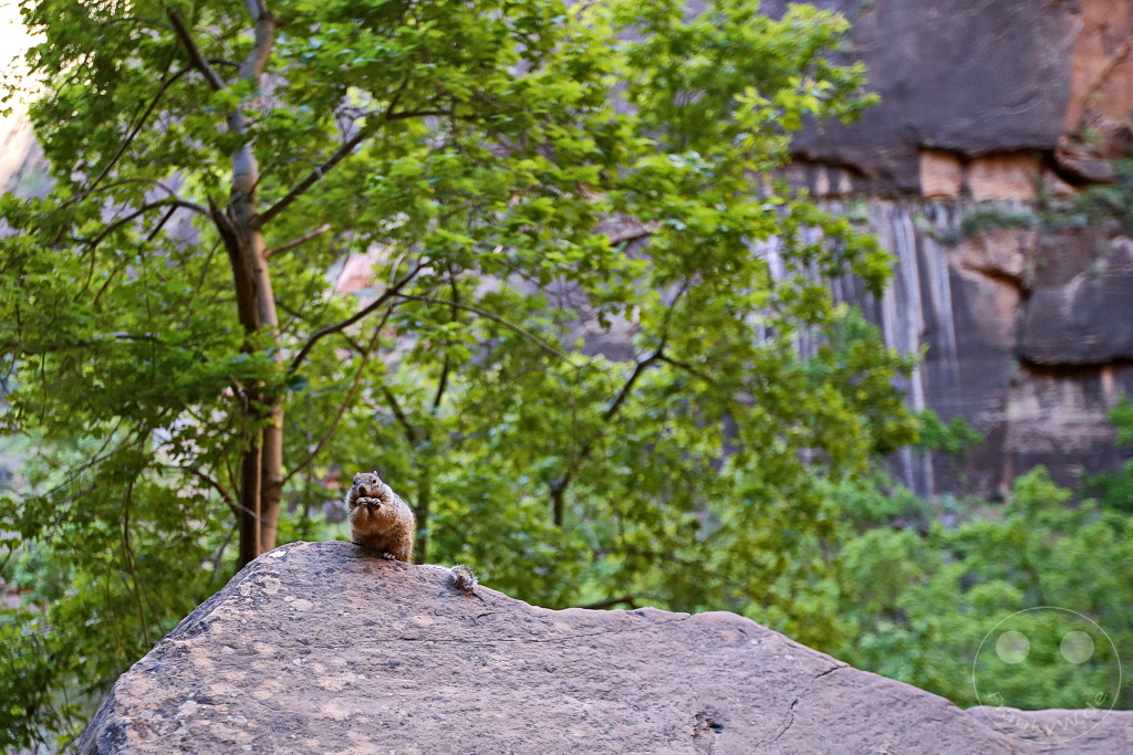 Utah - Zion Nationalpark