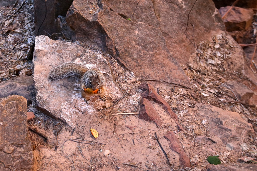 Utah - Zion Nationalpark
