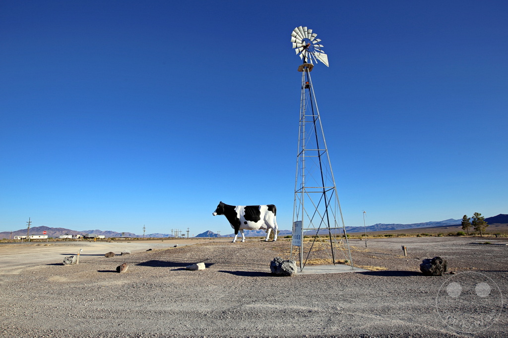 Nevada - Amargosa Valley - Big Bovine of The Desert