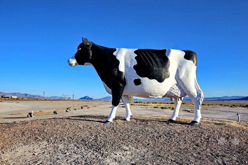 Nevada - Amargosa Valley - Big Bovine of The Desert
