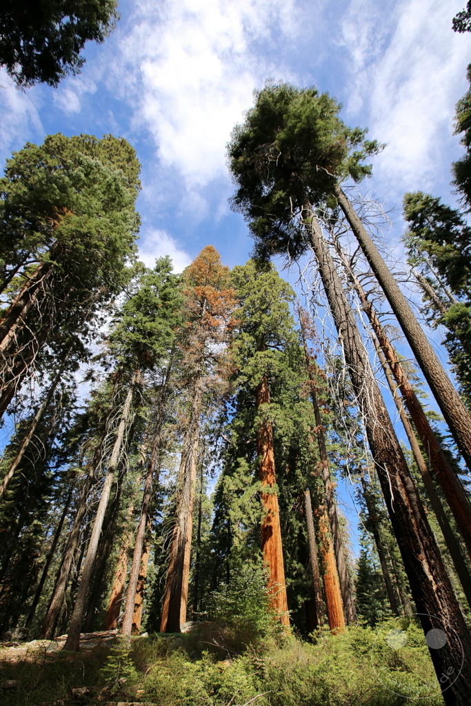 Kalifornien - Sequoia National Park