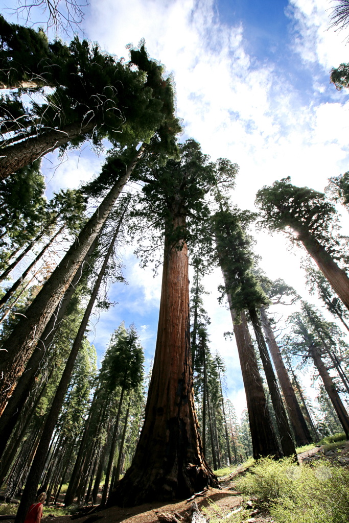 Kalifornien - Sequoia National Park
