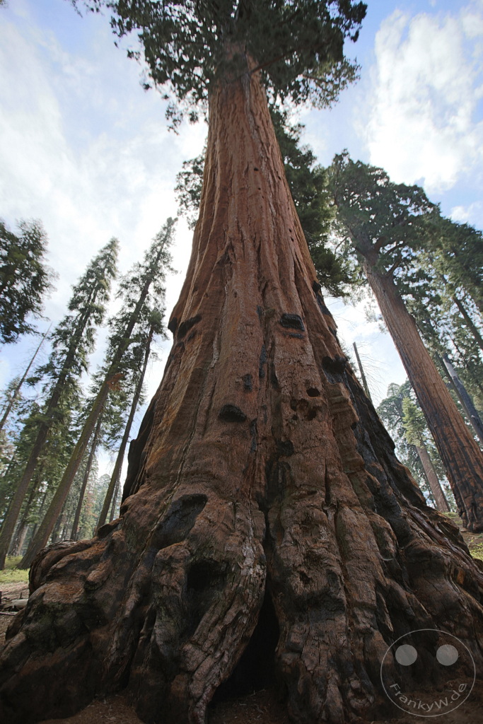 Kalifornien - Sequoia National Park