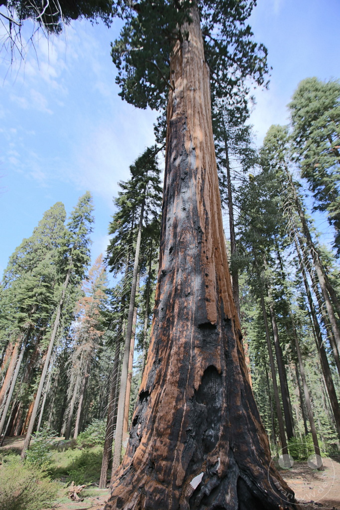 Kalifornien - Sequoia National Park