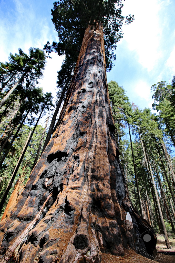 Kalifornien - Sequoia National Park
