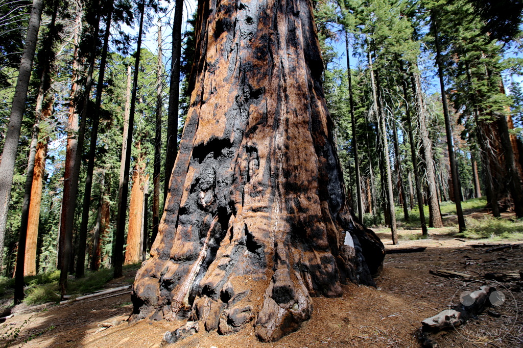 Kalifornien - Sequoia National Park