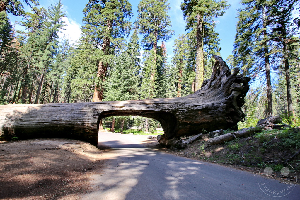 Kalifornien - Sequoia National Park