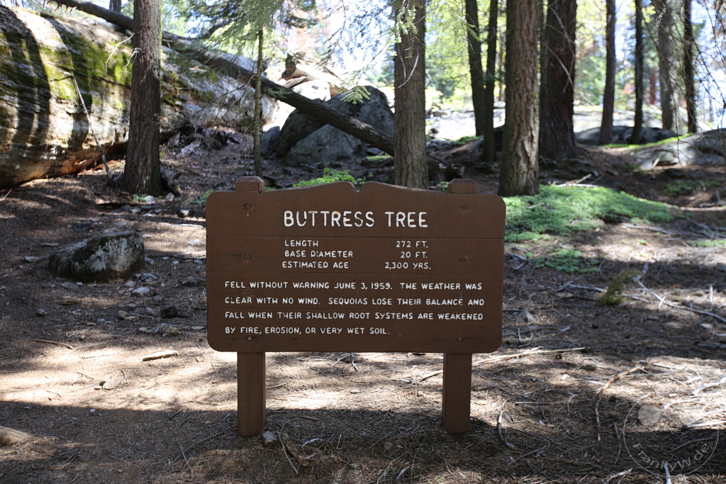 Kalifornien - Sequoia National Park