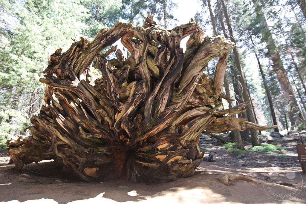 Kalifornien - Sequoia National Park