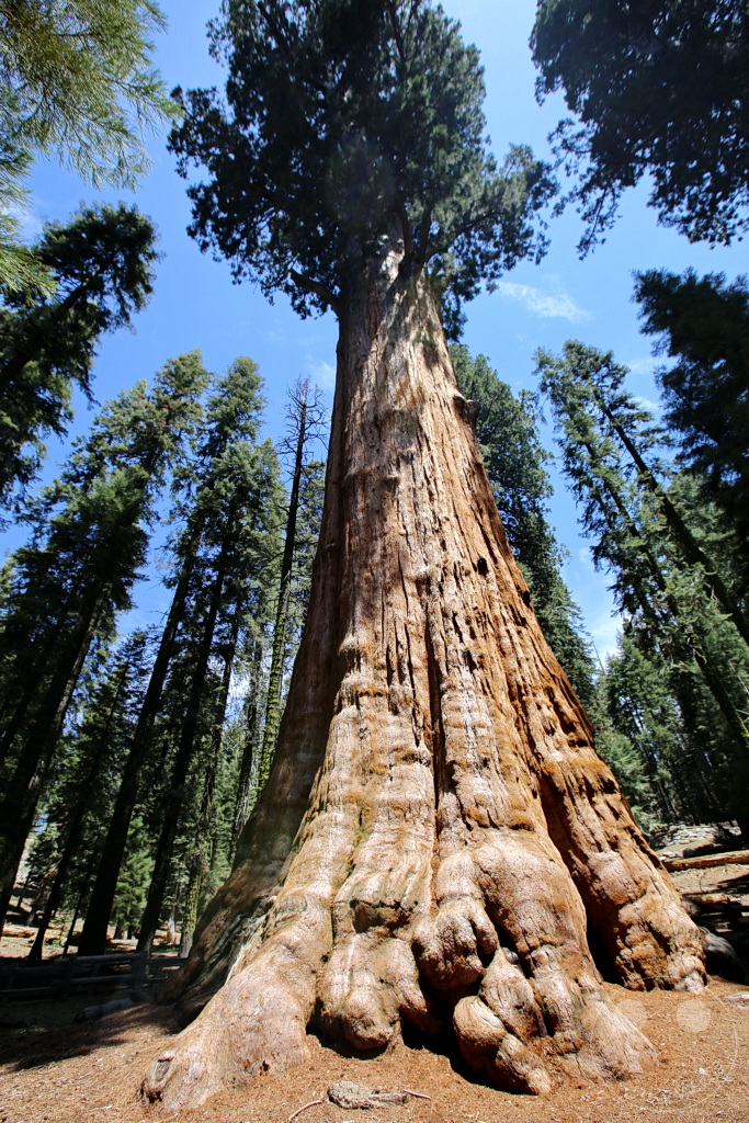 Kalifornien - Sequoia National Park
