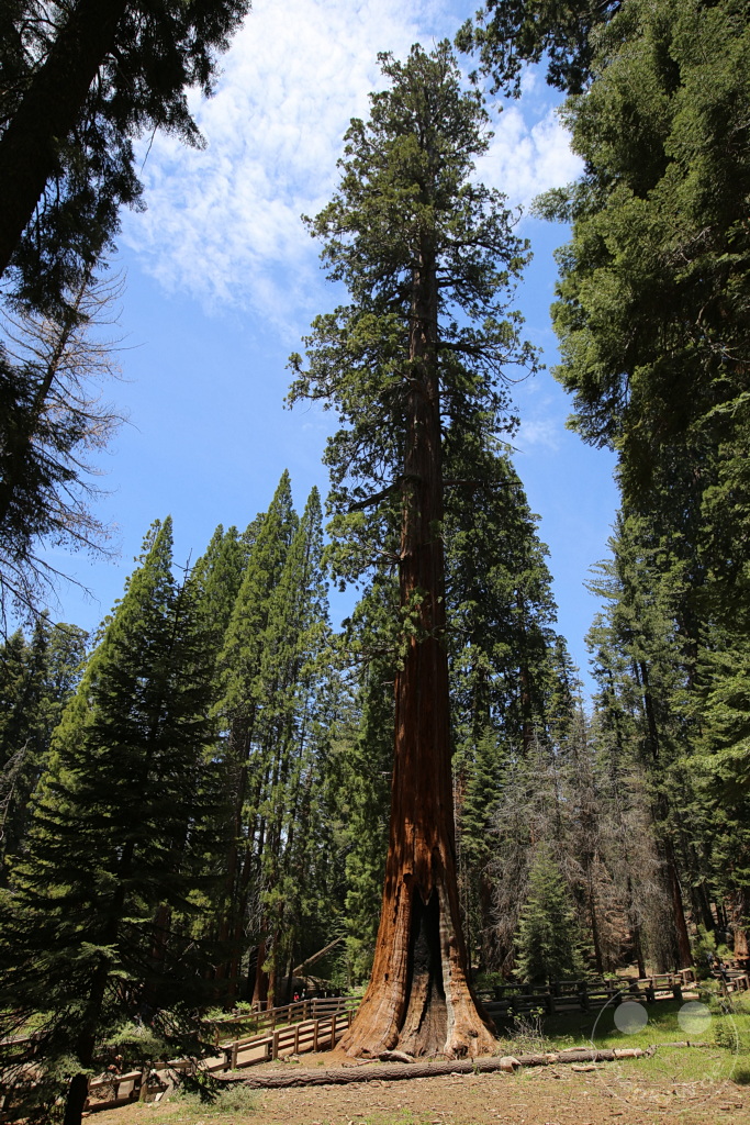 Kalifornien - Sequoia National Park