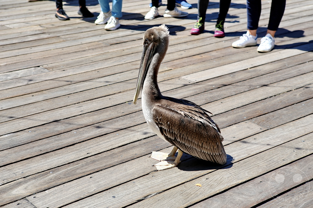 Kalifornien - San Francisco
