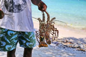 Kolumbien - Cartagena - Islas del Rosario - Isla Grande - Badetag auf der Insel - Hummer - Lobster