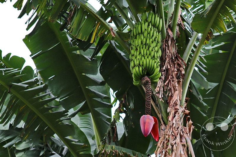 Kolumbien - Kaffeezone - Buenavista - Cafe San Alberto - Bananenstaude - Bluete