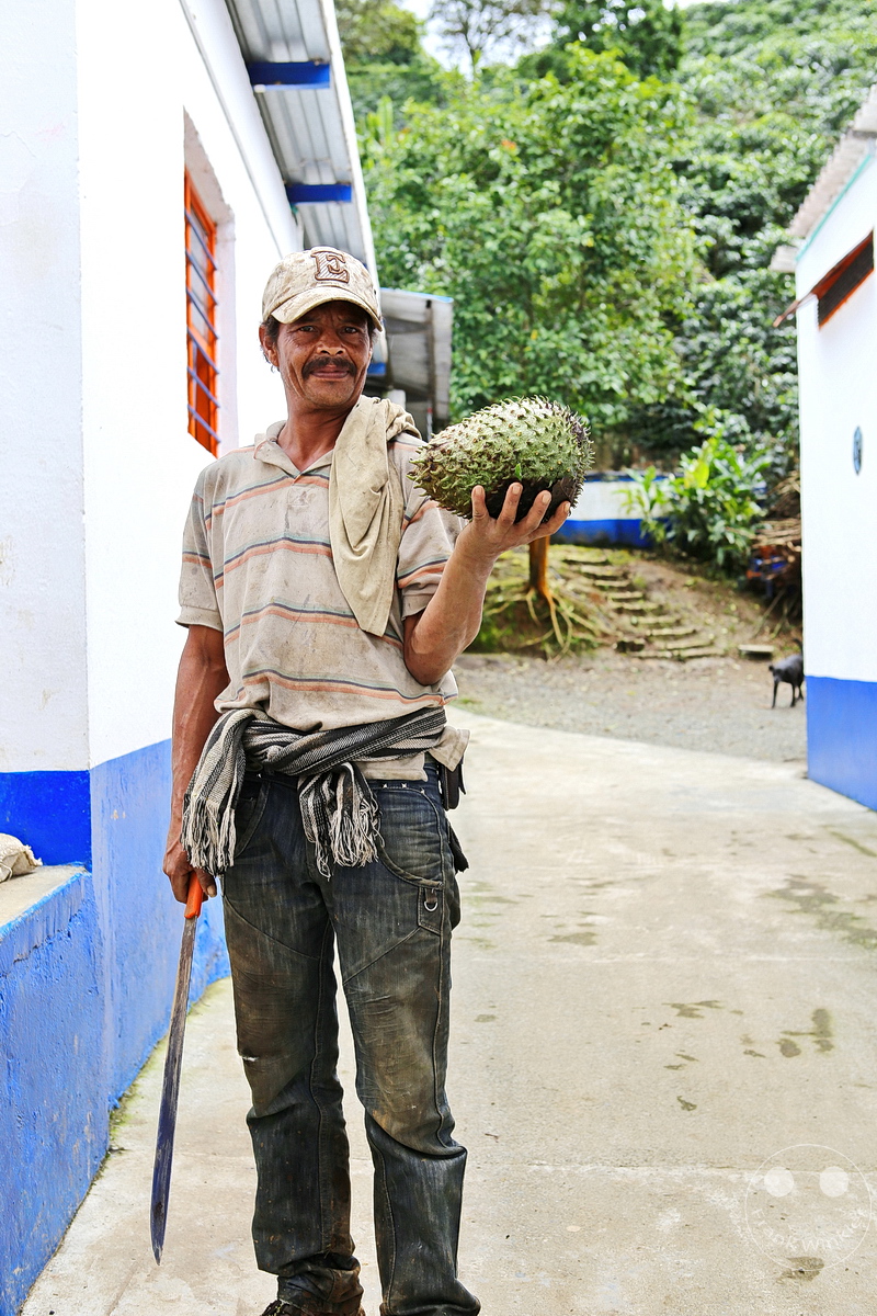 Kolumbien - Kaffeezone - Buenavista - Cafe San Alberto - Guanabana - Stachelanemone - Kaffeepfluecker