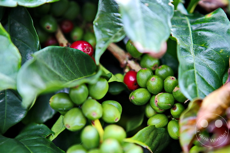 Kolumbien - Kaffeezone - Buenavista - Cafe San Alberto - Kaffeebohnen