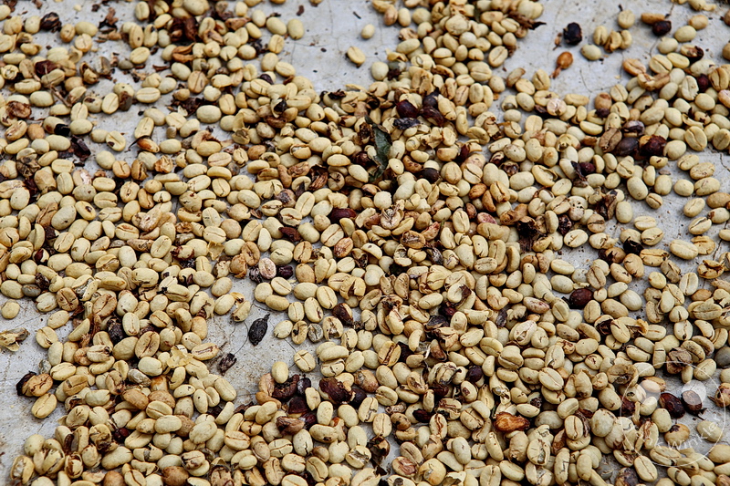 Kolumbien - Kaffeezone - Buenavista - Cafe San Alberto - Kaffeetrocknung