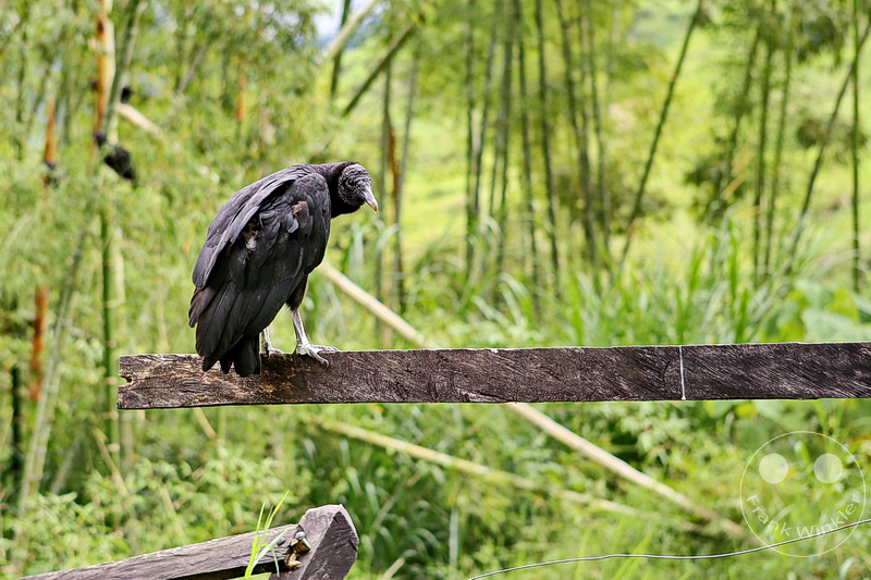Kolumbien - Kaffeezone - Buenavista - Geier
