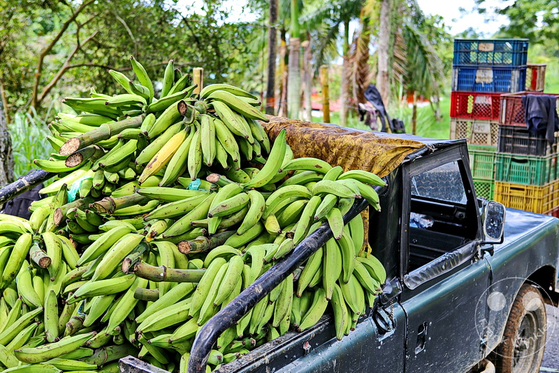 Kolumbien - Kaffeezone - Buenavista - Kochbananen