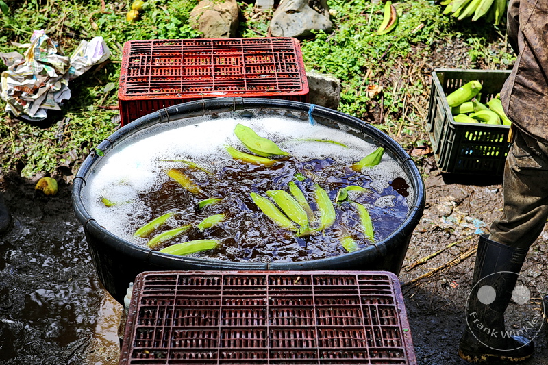 Kolumbien - Kaffeezone - Buenavista - Kochbananen