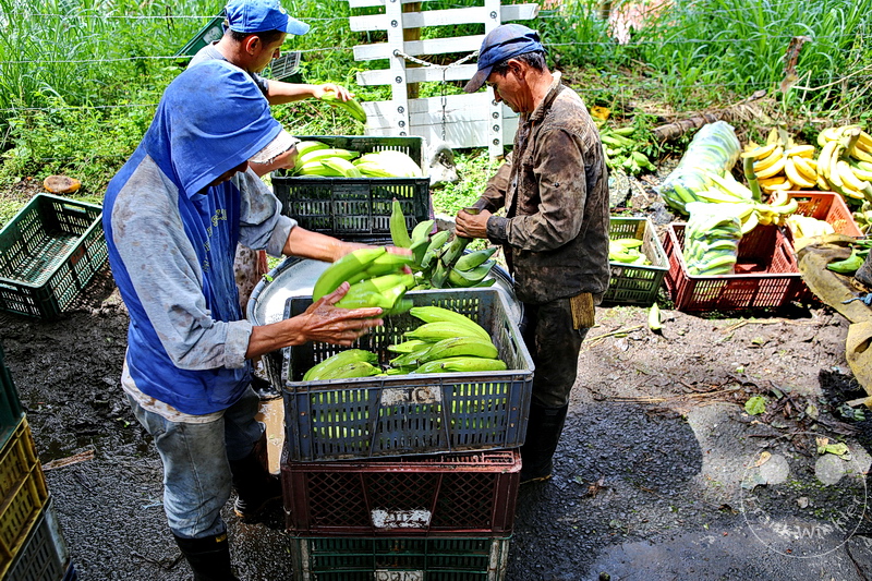 Kolumbien - Kaffeezone - Buenavista - Kochbananen