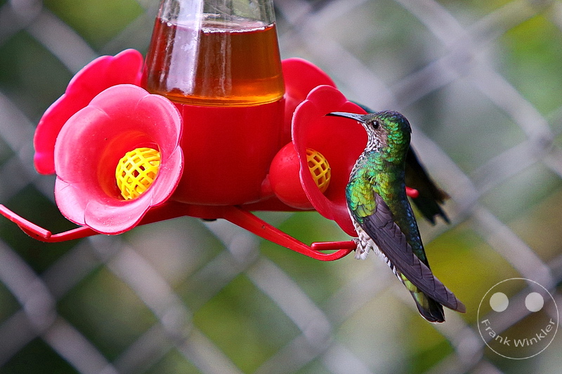 Kolumbien - Kaffeezone - Buenavista - Kolibri
