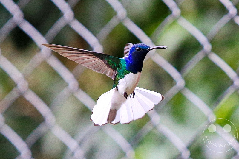 Kolumbien - Kaffeezone - Buenavista - Kolibri