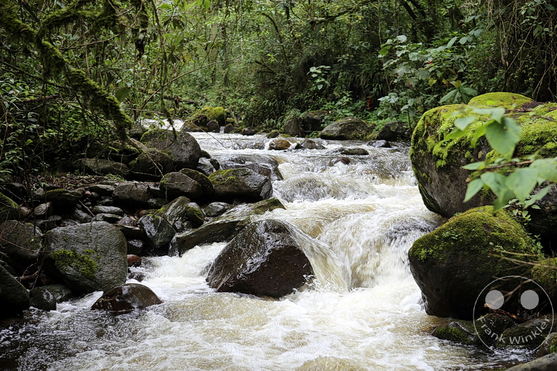 Kolumbien - Kaffeezone - Salento - Nebelwaldgebiet - Parque Nacional de los Nevados